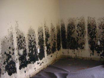 Mold Remediation Wesley Chapel