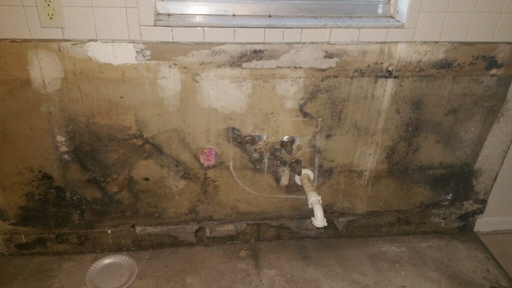 Zephyrhills Mold Inspection