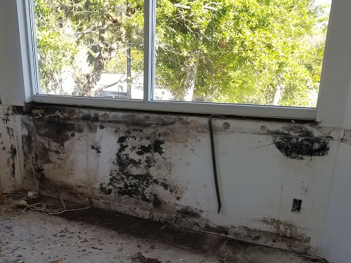 Mold Remediation In Wesley Chapel