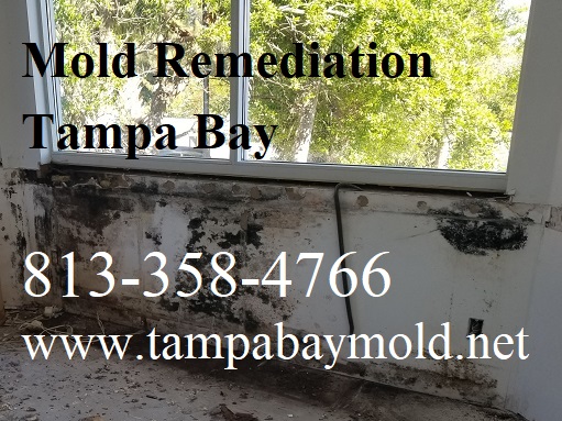 Zephyrhills FL Mold Remediation And Removal